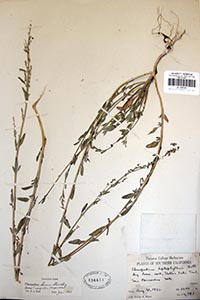 Herbarium Sheet of UC 494449